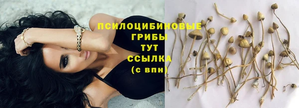 прущие грибы Арсеньев