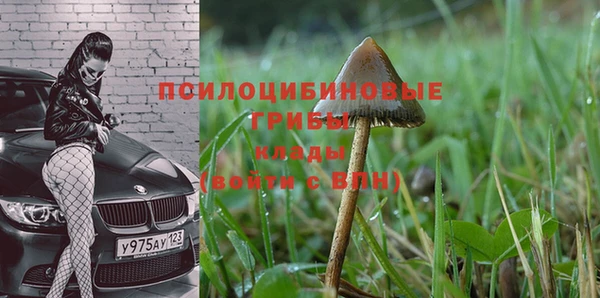 прущие грибы Арсеньев